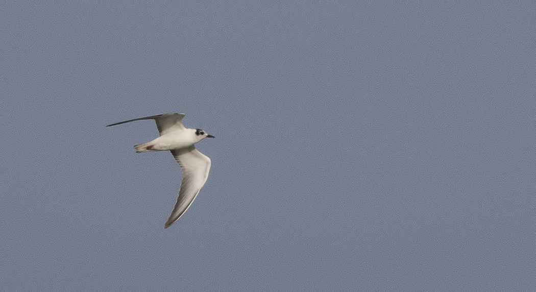 Little Gull
